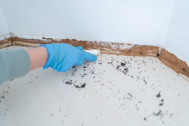 Wasp Removal Services in Dallas, NC